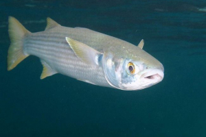 Лобанська риба, вона чорна кейф Лобанська риба, вона чорна кейф